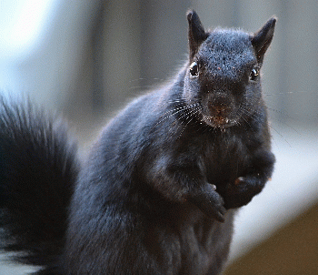 Black Squirrel, From CreativeCommonsPhoto