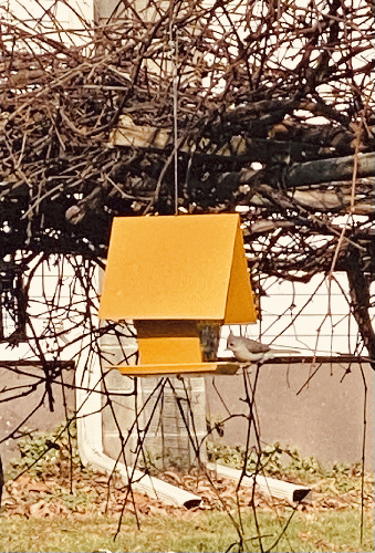 Filling the birdfeeders on a sunny day., From Uploaded