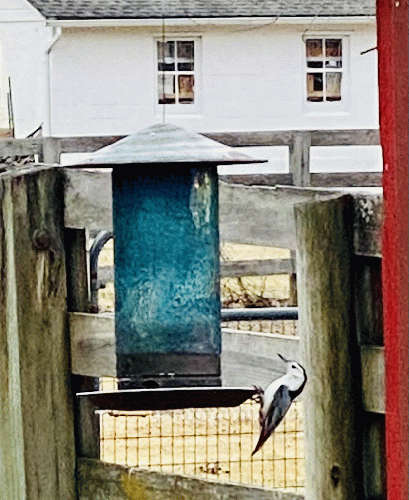 A hungry visitor at the feeder., From Uploaded