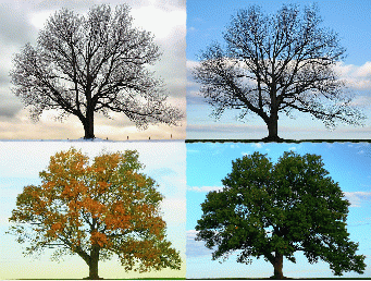 Four Seasons - Longbridge Road, From CreativeCommonsPhoto