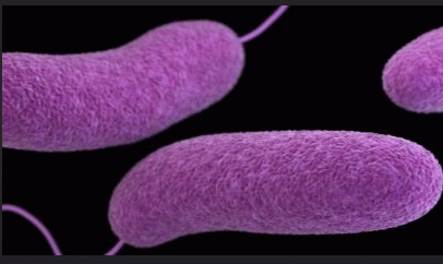Figure 1. Vibrio Disease ('Clinical Overview of Vibriosis'), From Uploaded