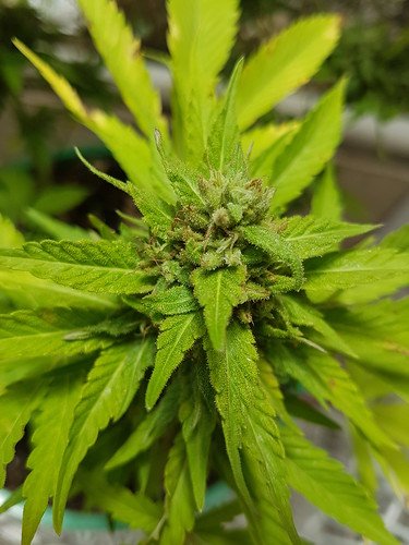 Plant of life., From FlickrPhotos Plant of life., From FlickrPhotos