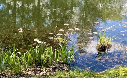 The pond into which the frog plopped., From Uploaded